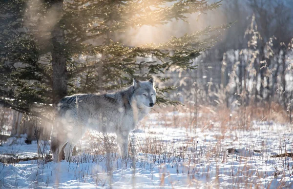 Wolf in winter forest