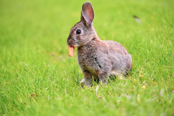 Rabbit in summer on green background