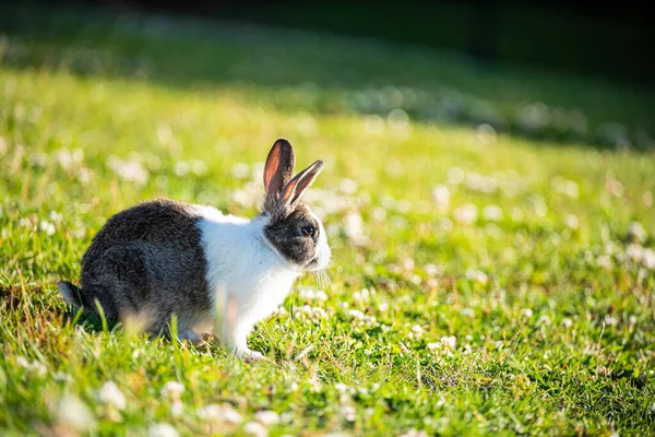 Cottontail rabbit in summer, beautiful green grass.