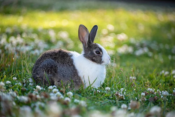 Cottontail rabbit in summer, beautiful green grass.