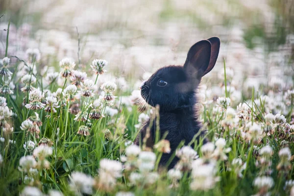 Cottontail rabbit in summer, beautiful green grass.
