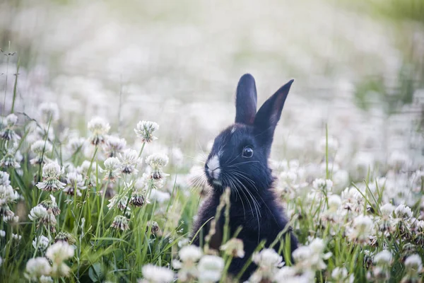 Cottontail rabbit in summer, beautiful green grass.