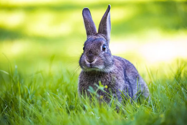 Cottontail rabbit in summer, beautiful green grass.