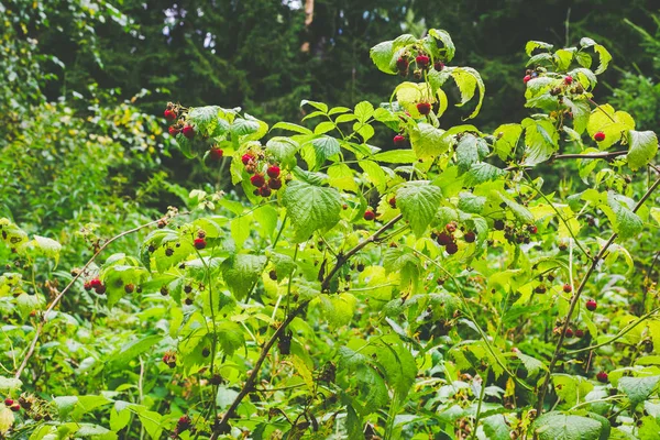 Wild raspberry plant with ripe berries in a forest