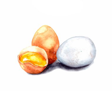 El yapımı suluboya çizimi. Beyaz arka planda tavuk yumurtası resmi. Beyaz ve kahverengi tavuk yumurtası. Yumurtanın sarısı kırılmış. izole.