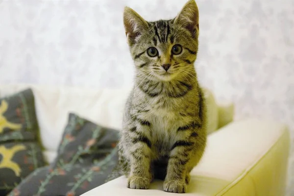 Foto Een Kleine Schotse Kitten Kijkt Recht Nieuwe Familie — Stockfoto