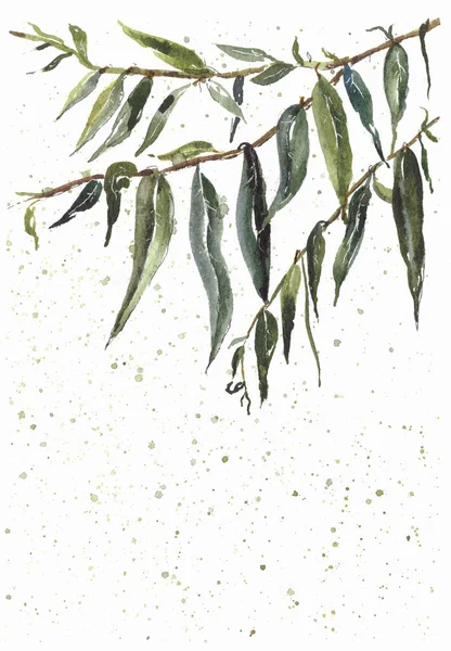 Υδατογραφία Εικονογράφηση Κρέμεται Κλαδιά Από Πράσινα Δέντρα Πράσινα Φύλλα Ένα — Φωτογραφία Αρχείου
