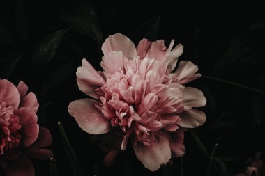 güzel Şakayık Bahçe