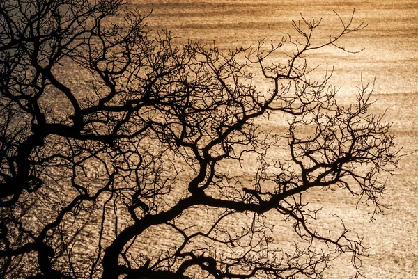 Sarı bir günbatımı arka planında çıplak bir dalın silüeti.