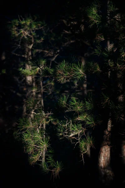 Solens Första Strålar Den Mörka Tallskogen Gryningen — Stockfoto