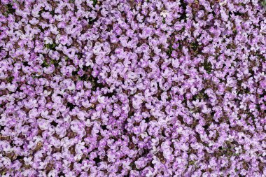 Yoğun düzenlenmiş pembe kekik çiçeklerinin tam ekran dokusu
