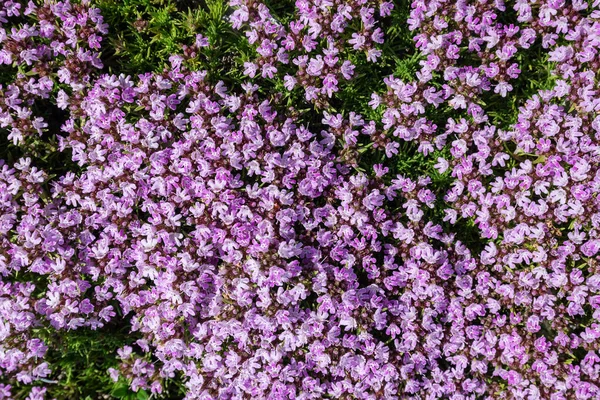 Kırım dağlarındaki çiçek kekik dokusunun tam ekran dokusu