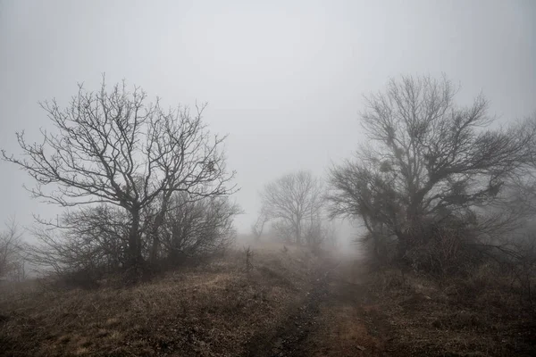 A gloomy foggy landscape with a road and bare trees