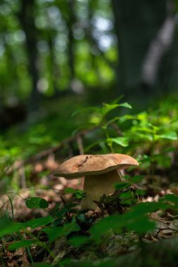 Beyaz mantar (Boletus edulis) yeşil güneşli bir ormanda, dikey çerçeve, seçici odak, bulanık arkaplan