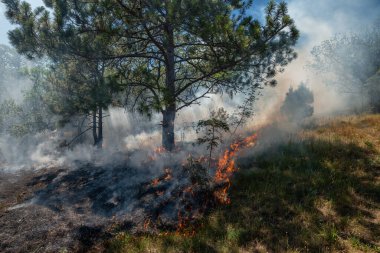 Kırım 'da bir yaz günü çam ağaçlı bir alanda orman yangını
