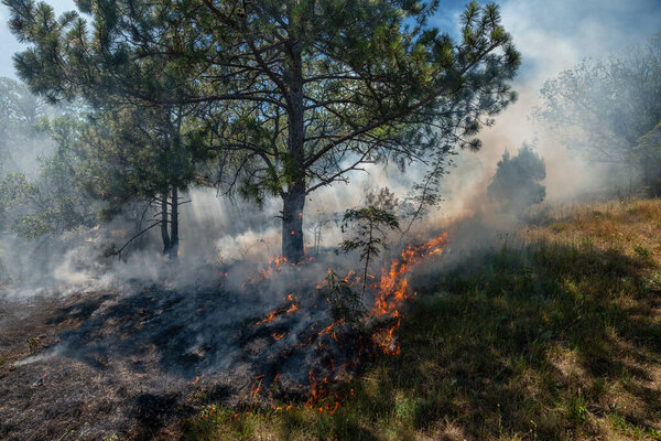 Forest fire in a pine wooded area on a summer day in Crimea