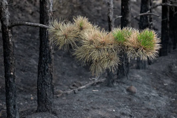 Last Green Branch Burned Pine Forest — Stock Photo, Image