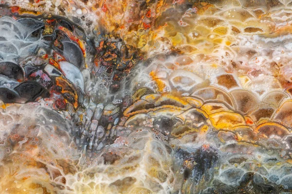 Fond Pierre Naturelle Agate Multicolore Dans Les Cellules Corail Fossilisé — Photo