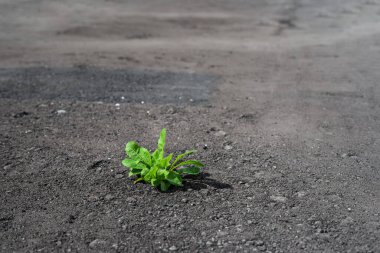 Tek başına yeşil bir bitki, seçici bir odak ve bokeh arkaplan ile yeni gri asfalt boyunca yol alır.