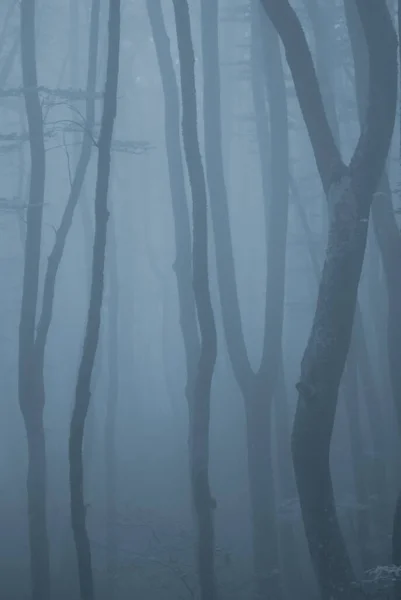 Vertical tree trunks in a dark misty forest, toned to bluish