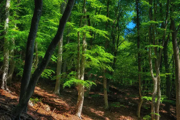 Krajina Divokého Zeleného Letního Bukového Lesa — Stock fotografie