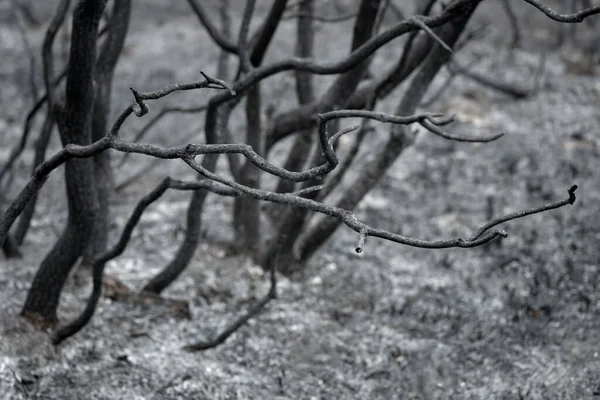 Vue Rapprochée Des Branches Arbres Carbonisés Dans Une Forêt Brûlée — Photo