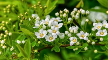 Yeşil arka planda bahar beyaz çiçekleri