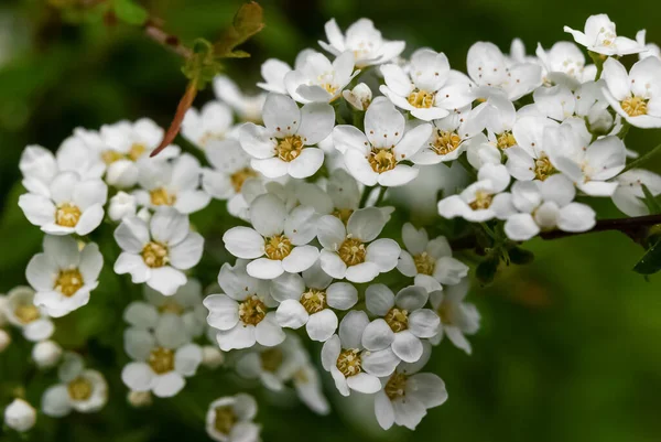 Printemps Fleurs Blanches Sur Fond Vert — Photo