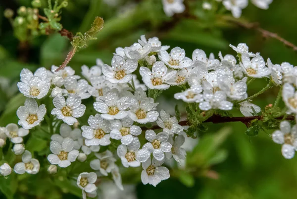 Flores Brancas Primavera Fundo Verde — Fotografia de Stock