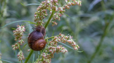 Büyük bir salyangoz yeşil bir çiçekte sürünüyor.