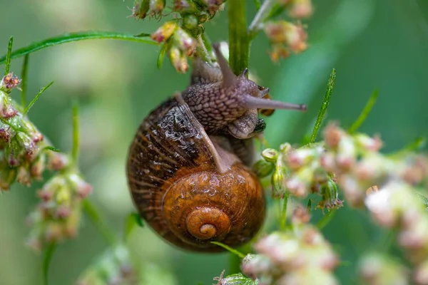Large Snail Crawls Green Flower — Stock Photo, Image