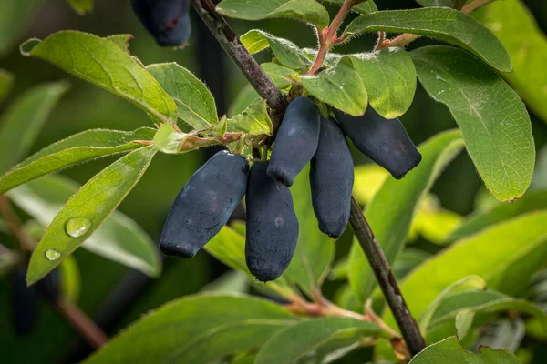 Frühe Ernte Der Geißblatt Beeren Späten Frühjahr Garten Nach Regen Stockfoto