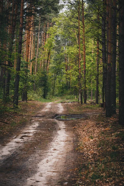 Waldweg Zwischen Kiefern Und Birken Wald Nach Regen lizenzfreie Stockbilder