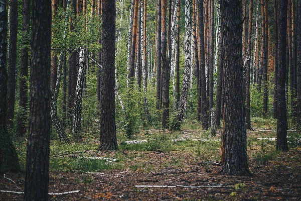 Waldweg Zwischen Kiefern Und Birken Wald Nach Regen lizenzfreie Stockbilder