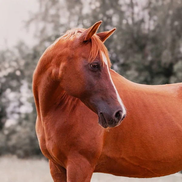 Portrait Red Arabian Horse — Stock Photo, Image
