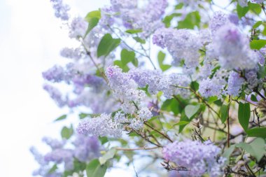 Bahçedeki leylakların çiçek açması. Ağaçtaki mor çiçekler