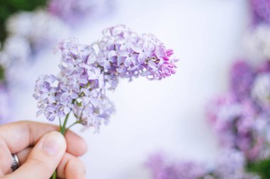 Yumuşak bir zemin üzerinde leylak bir dal