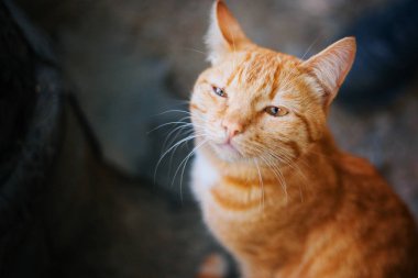 Evsiz kırmızı kedi. Çerçeveye bakar. Büyük sarı gözler.