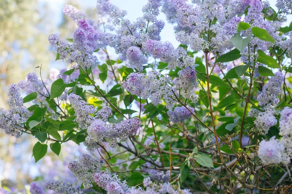 Цветение Сирени Саду Фиолетовые Цветы Дереве — стоковое фото