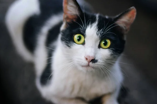 无家可归的黑白猫 看一下镜框 大大的绿色眼睛 — 图库照片