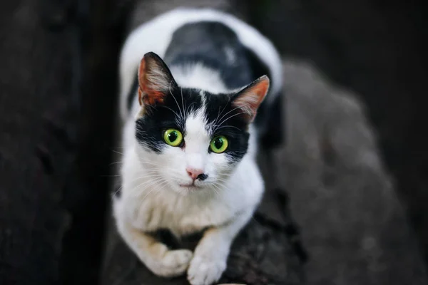 Černobílá Kočka Bez Domova Podívá Rámu Velké Zelené Oči — Stock fotografie