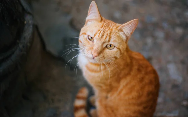 Gato Vermelho Sem Abrigo Olha Para Moldura Grandes Olhos Amarelos — Fotografia de Stock