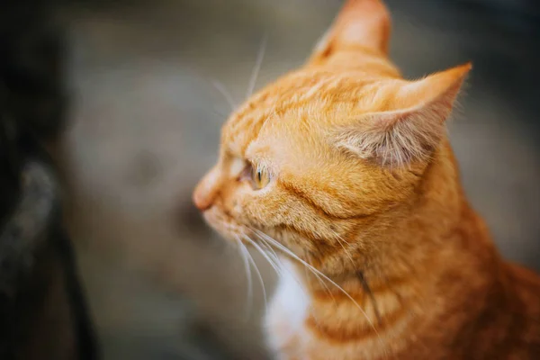 Gato Vermelho Sem Abrigo Olha Para Moldura Grandes Olhos Amarelos — Fotografia de Stock