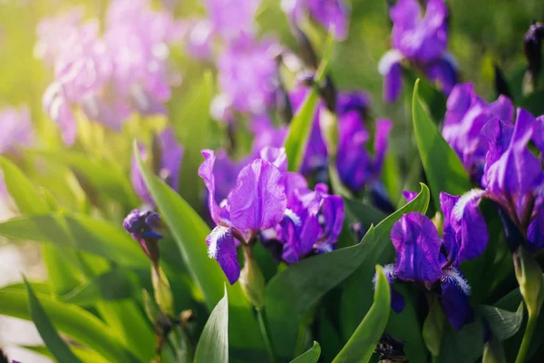 Blumen Violette Schwertlilien Schwertlilien Wachsen Auf Dem Beet — Stockfoto
