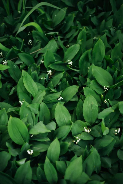 Florecimiento Del Lirio Del Valle Hojas Verdes Lirios Del Valle — Foto de Stock