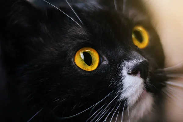 Gato Britânico Com Olhos Amarelos Cor Branca Cinzenta — Fotografia de Stock