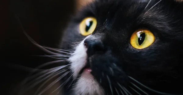 British Cat Yellow Eyes Gray White Color — Stock Photo, Image