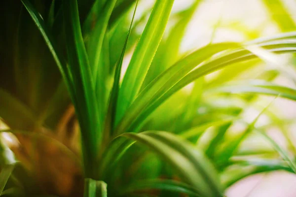 Dekorative Grüne Palme Mit Gelbem Schein Verschwommener Hintergrund — Stockfoto