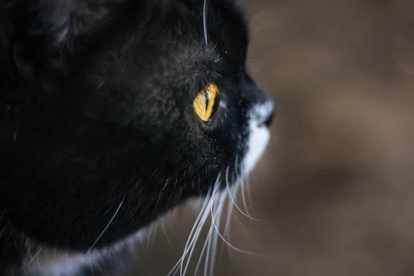 Gato Britânico Com Olhos Amarelos Cor Branca Cinzenta — Fotografia de Stock