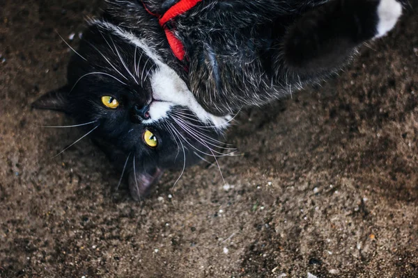 Gato Britânico Com Olhos Amarelos Caminha Jardim Deitado Chão — Fotografia de Stock